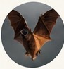 Bats