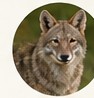 Coyote