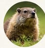 Groundhog