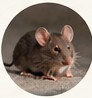 Mice