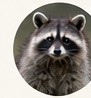 Raccoon