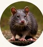 Rats
